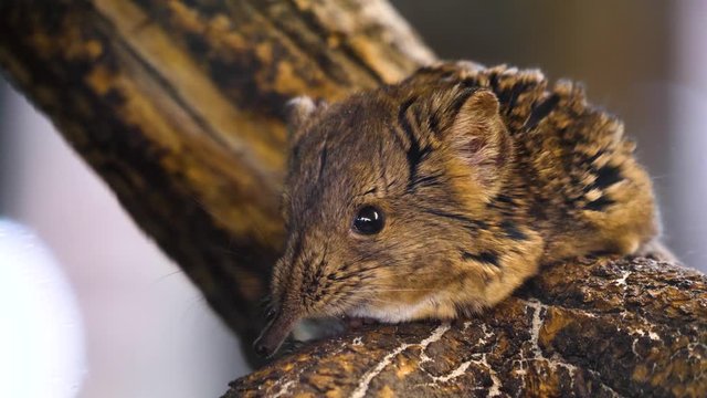 Close up of Elephant Mouse or elephant shrew or jumping mouse sitting on a branch.