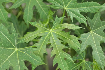 Close up shot of papaya leafs at the backyard, usually used for medicine and vegetable