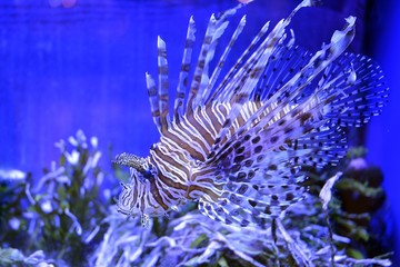 Common Lionfish (Pterois volitans) closeup in the blue aquarium
