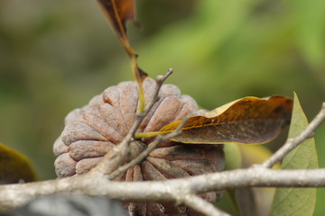 sugar-apple / Annona squamosa plant, on the garden