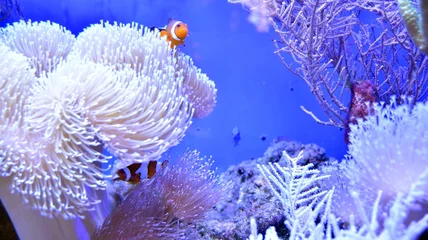 Gardinen Clownfische, Amphiprioninae, im Aquariumbecken mit Riff als Hintergrund. © Grand Warszawski