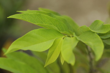 Fototapeta na wymiar sugar-apple / Annona squamosa plant, on the garden