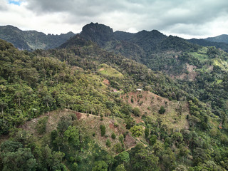 Coffee farm plantation on high mountain