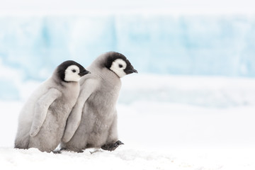 Emperor penguin colony, adults and chicks, Snow Hill, Antarctica