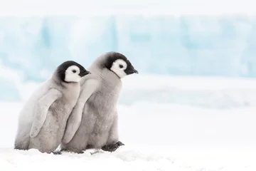 Fototapete Rund Emperor penguin colony, adults and chicks, Snow Hill, Antarctica © Sam