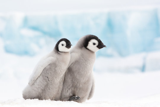 Emperor penguin colony, adults and chicks, Snow Hill, Antarctica