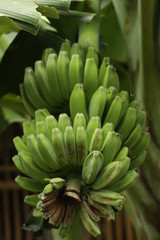 Pisang Kepok / Musa acuminata &times; balbisiana, one kind banana varieties that came from Phipilines