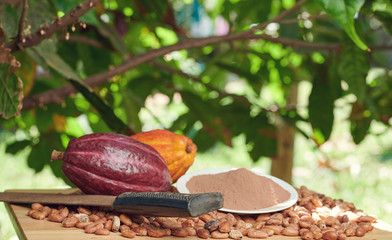 Cacao farm harvest background