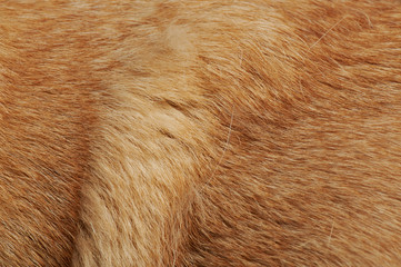 Single hair coming out from dog fur