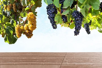 Fotobehang Ripe red wine and white wine grapes in a vineyard before harvest, viticulture with wine tasting in a winery © ah_fotobox