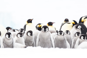 Emperor penguin colony adults and chicks on the sea ice, Snow Hill, Antractica