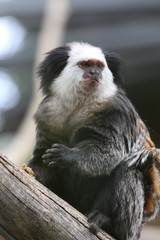 Affe