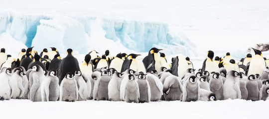 Emperor penguin colony adults and chicks on the sea ice, Snow Hill, Antractica © Sam