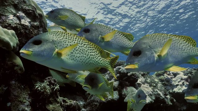 Huge school of Tropical fishes in Red Sea reef