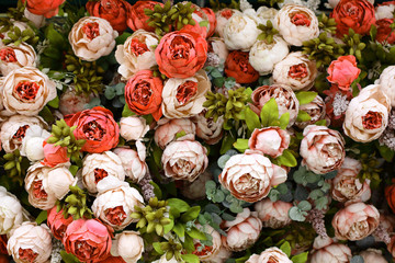 Spring background with red and ivory peonies.