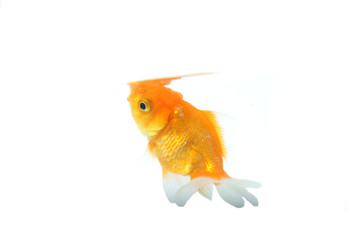 oranda goldfish / Carassius auratus auratus, on an isolated background