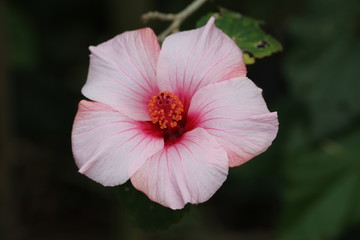 Hibiskus © Alexandra Bonin