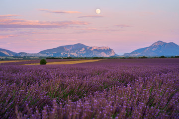 Naklejka premium Champ de lavande en fleurs, lever de lune. Plateau de Valensole, Provence, France. 