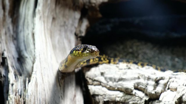 The horseshoe whip snake (Hemorrhois hippocrepis) in a terrarium