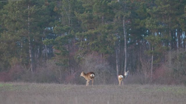 Group of roe deer on the field in wintertime