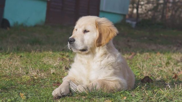Nice small golden retriver dog lying on the ground in the garden