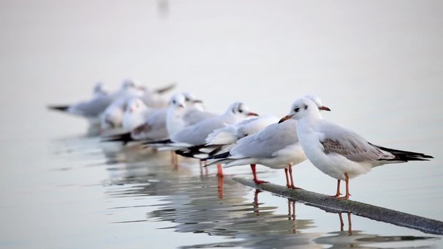 Many seagulls on the lake Balaton of Hungary, black-headed gull (Chroicocephalus ridibundus), slow motion footage