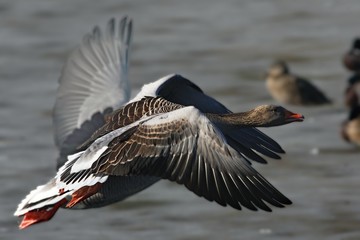The greylag goose (Anser anser) flying in golden sun.