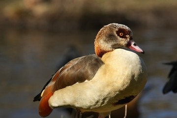 The ruddy shelduck (Tadorna ferruginea) calmly staying close to the lake.