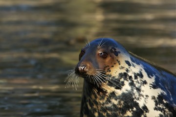 The grey seal (Halichoerus grypus) in the water. The grey seal portrait in morning sun.
