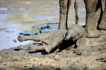 Baby elephant in Mana Pools National Park, Zimbabwe