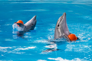Gauss Blur Background. Two dolphins with an orange ball in the pool. Show at the dolphinarium