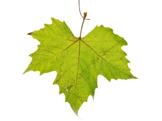 Green Maple Leaf