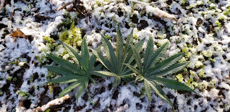 Cannabis Leaves in the Snow_3