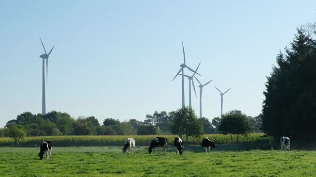 Cows grazing on filed with corn filed and wind turbines at the background. Near Hatten, Lower Saxony, Germany, Europe