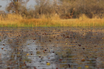 Water in okavango delta in Botswana during sunset. Travelling during dry season on holiday.