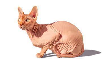 breed Canadian sphinx cat 