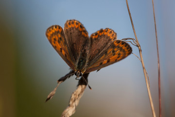  American Copper butterfly