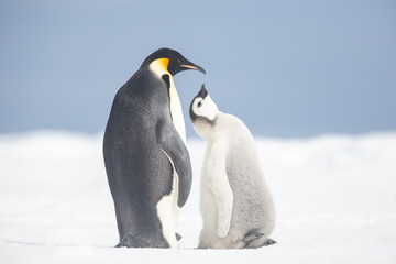 Emperor penguin colony adults and chicks on the sea ice, Snow Hill, Antractica © Sam