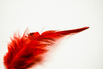 Beautiful feather isolated on white background. 