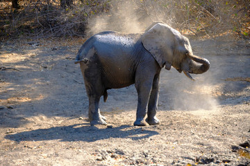 Elephant in Mana Pools National Park, Zimbabwe