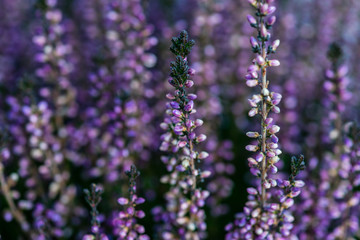 Calluna flowers in a garden