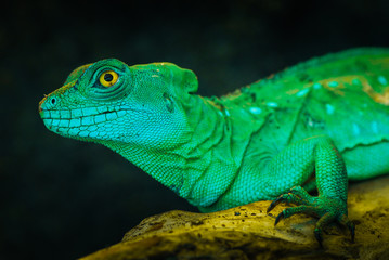 Green lizard iguana on a wood close up portrait wild nature