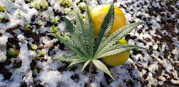 Citrine Cannabis Leaf