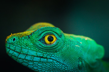 Green lizard iguana on a wood close up portrait wild nature
