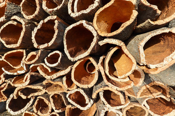 Harvested cork oak bark from the trunk of cork oak tree (Quercus suber) for industrial production of wine cork stopper in the Alentejo region, Portugal