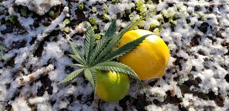 Citrine Snowy Cannabis Leaf_2