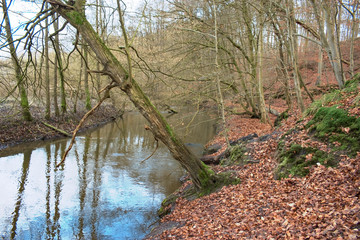 soft focus of river in forest
