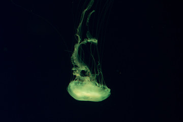 Colorful Jellyfish underwater. Jellyfish moving in water.