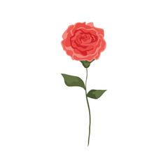 cute rose with branch and leafs isolated icon vector illustration design