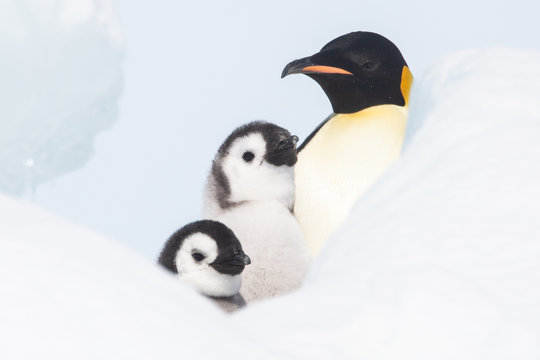 Emperor penguin colony, adults and chicks, Snow Hill, Antarctica